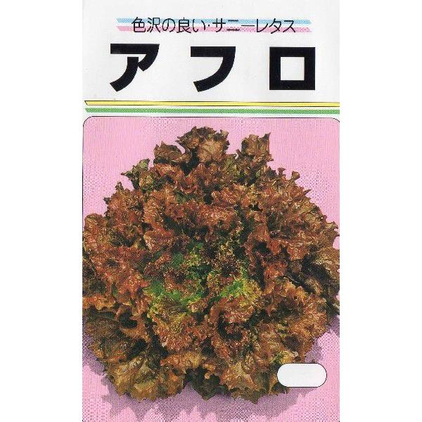 サニーレタス（アフロ）
