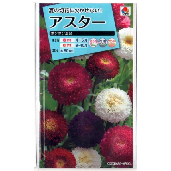 アスター　ポンポン混合