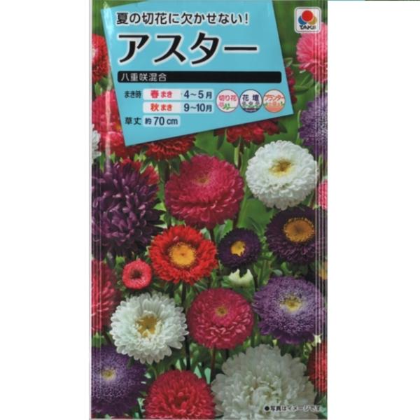 アスター　八重咲混合