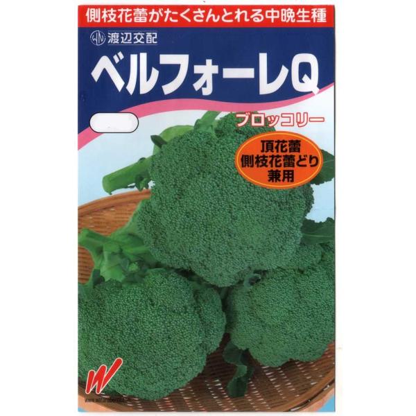 ブロッコリ（ベルフォーレQ）