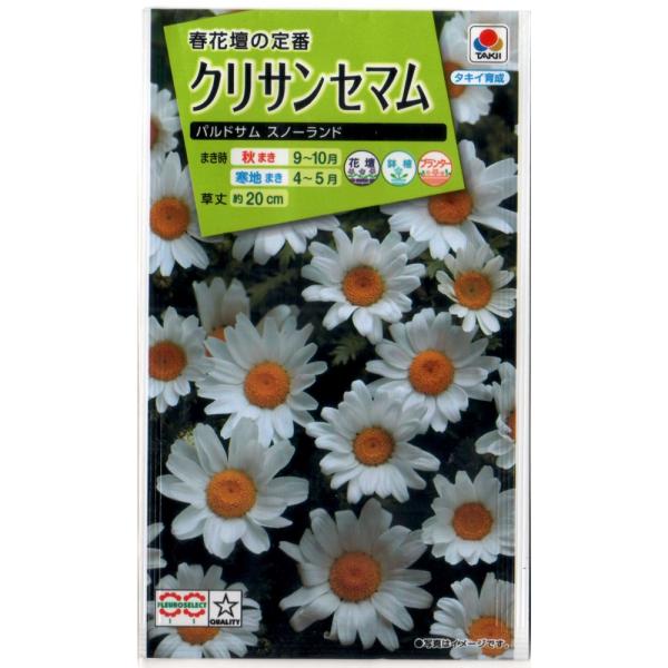 クリサンセマム　パルドサムスノーランド