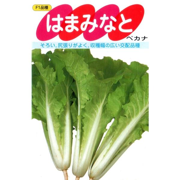 山東菜（はまみなとベカ菜）