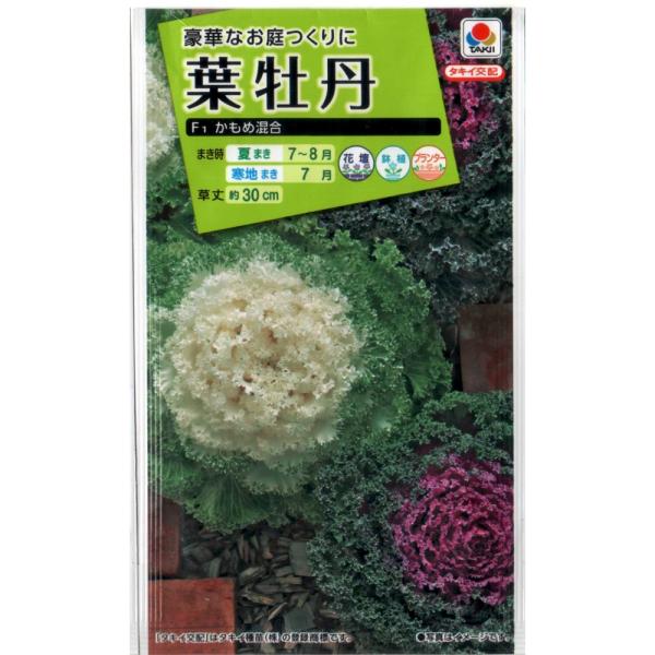 葉牡丹　F1かもめ混合