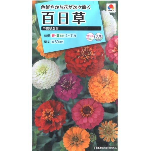 百日草（中輪咲）