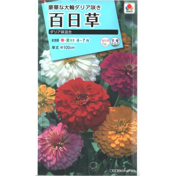 百日草（ダリア咲）