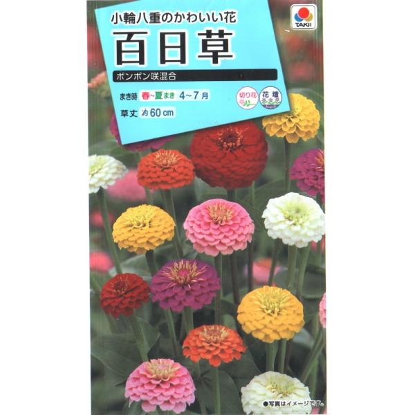 百日草（ポンポン咲）