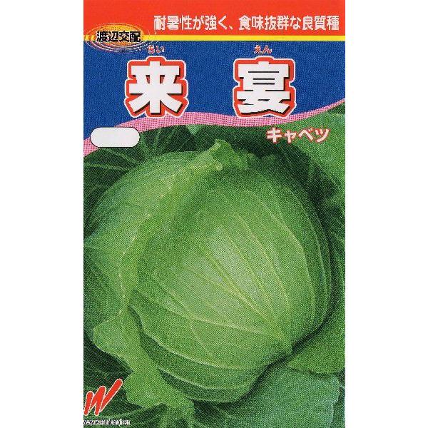 キャベツ（来宴）