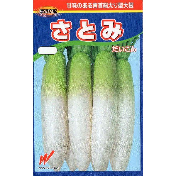 青首大根（さとみ）