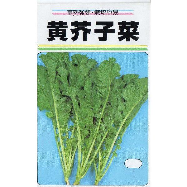 黄からし菜 : みづほ商店ヤフーショップ - 通販 - Yahoo!ショッピング