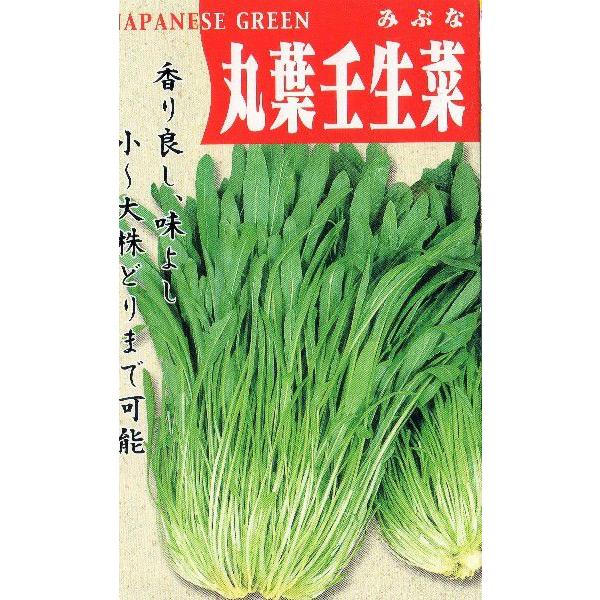 壬生菜