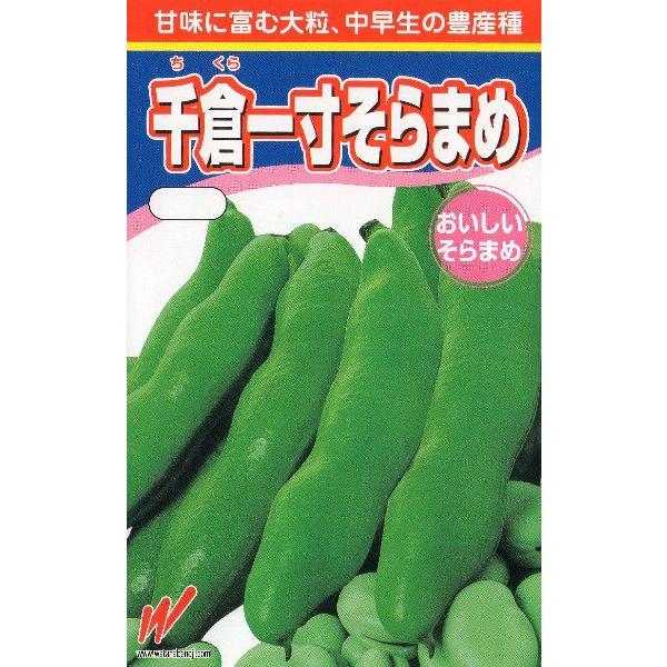 蚕豆（千倉一寸）