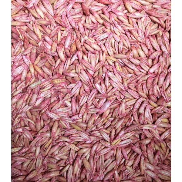 容量　60 g青刈用　約 2 坪分の種子量です。種子消毒しています。絵袋が無いので白無地袋に品名等を印刷したものになります。