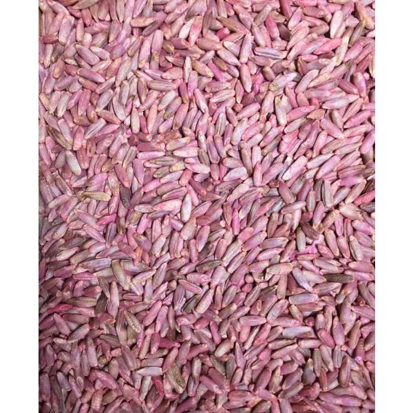 容量　60 g約 2 坪分の種子量です。種子消毒しています。絵袋が無いので白無地袋に品名等を印刷した袋になります。