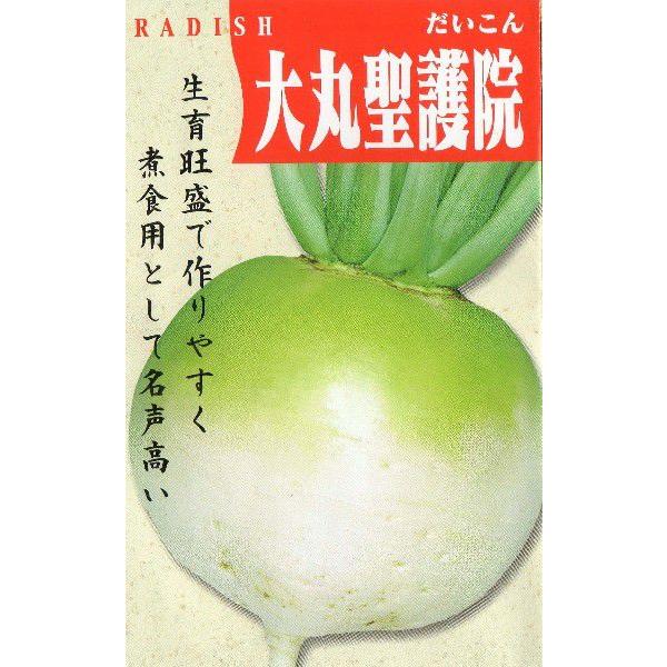大丸聖護院大根