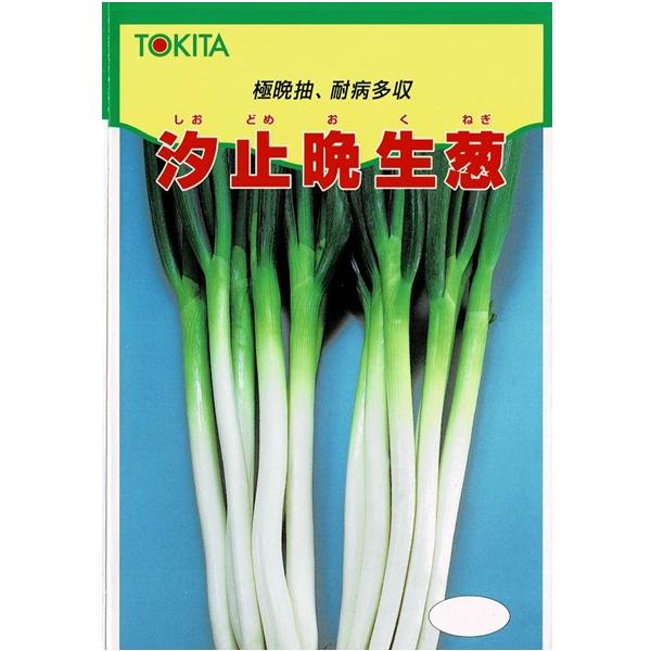 分けつ葱（汐止晩生葱）