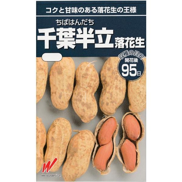 千葉半立落花生