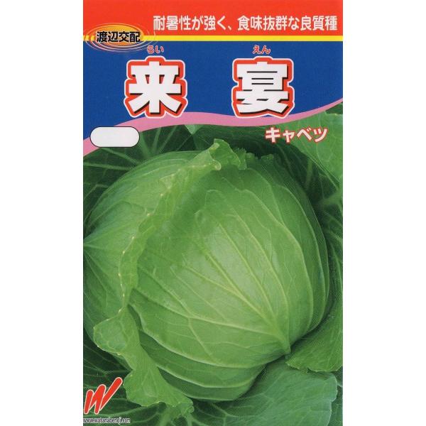 キャベツ（来宴）