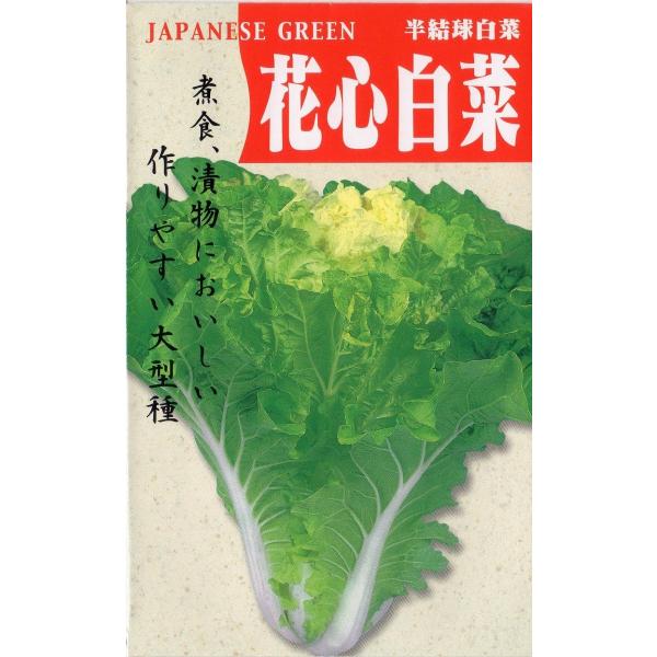 花心白菜