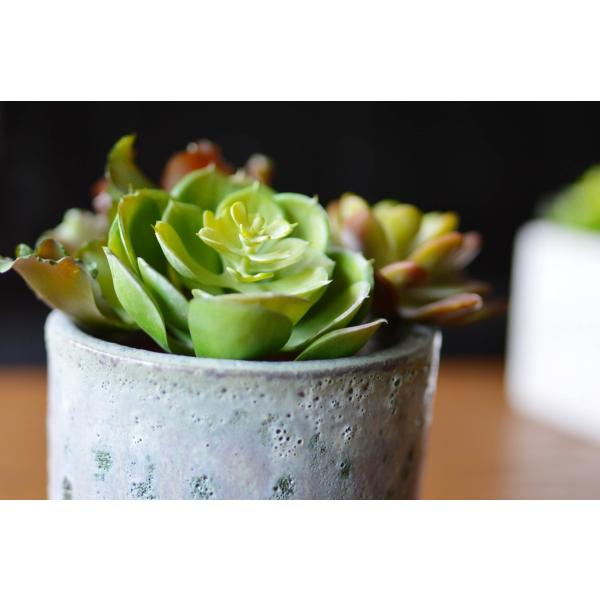 チワワエンシス 多肉植物 人工観葉植物 フェイクグリーン 造花 Buyee Buyee Japanese Proxy Service Buy From Japan Bot Online
