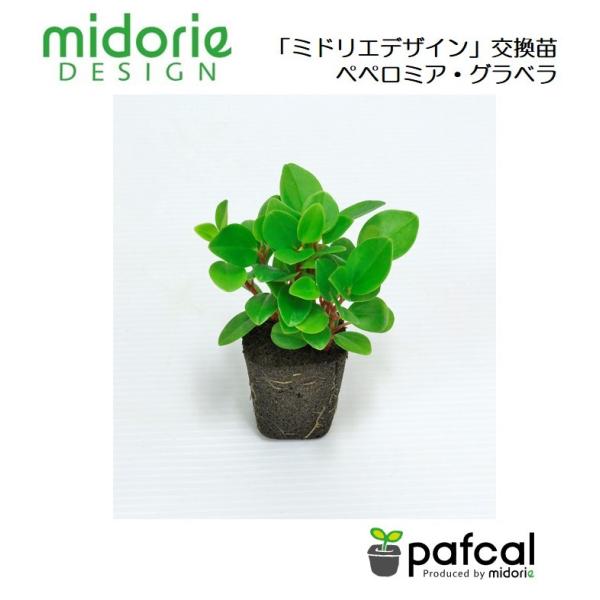 ミドリエ専用苗 ペペロミア グラベラ Buyee Buyee Japanese Proxy Service Buy From Japan Bot Online