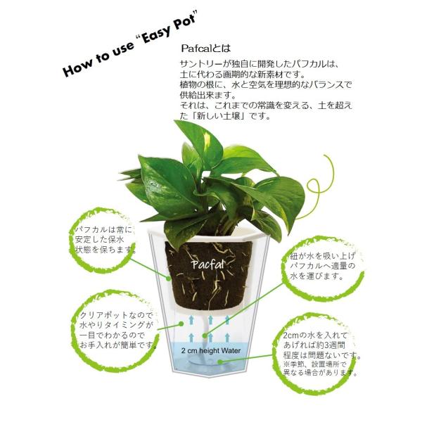 ミドリエ パフカル 土を使わない観葉植物 底面給水ｐｏｔ C 幹太パキラ Buyee Buyee Jasa Perwakilan Pembelian Barang Online Di Jepang
