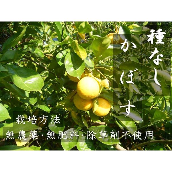 種無しカボス 大分県産 農薬不使用 種無しかぼす 3キロ 大分県WEB物産展202211_野菜果物 :tanenasi03:MIDORIフルーツFARM 通販 かぼす 2kg 大分県産 農薬不使用