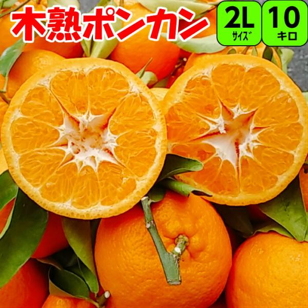 紀州 木熟 葉付き ポンカン 10kg 2L 【秀品】 送料無料木熟葉付き