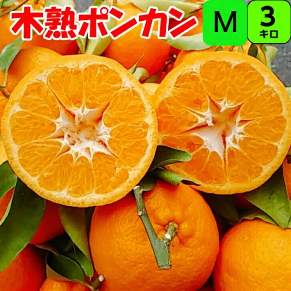 みかん　より味が濃い　ぽんかん　　73 徹底比較】5分でわかる！？「ぽんかん」と「みかん」の違いとは