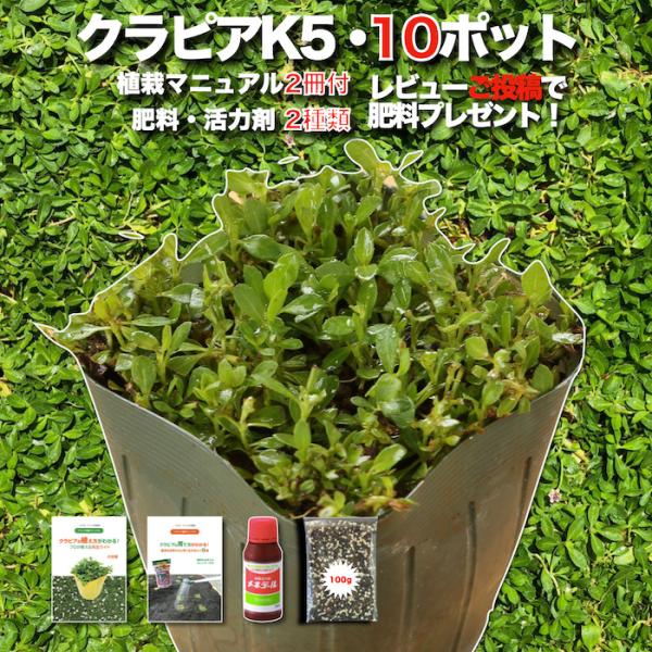 レビュー特典あり クラピア K5 薄桃 9cmポット苗 10鉢 すくすくセット 有機一発肥料 100g メネデール 100ml 付き 雑草対策 Buyee Buyee Japanese Proxy Service Buy From Japan Bot Online