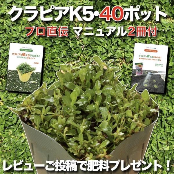 【レビュー特典あり】 クラピア K5 (薄桃) 9cmポット苗 40鉢セット 