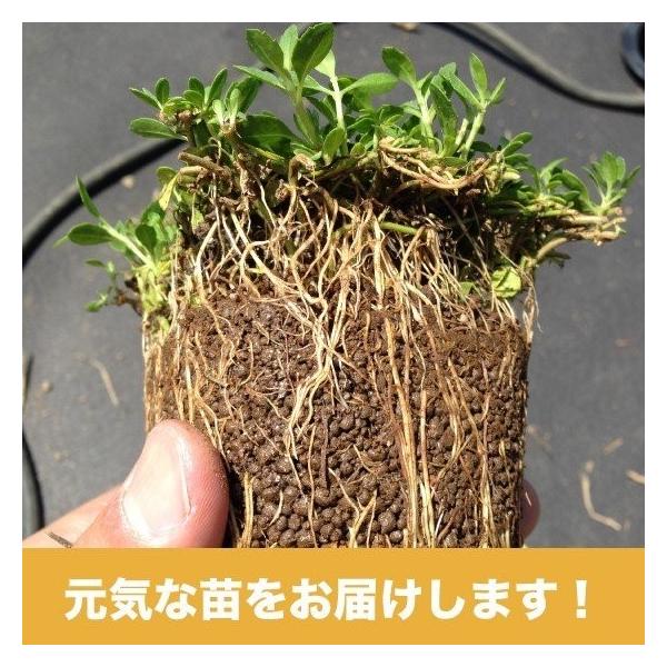 �N���s�A K5 9cm�|�b�g�c 4�� ������1���ėp �엿���l�f�[���t �����i�� �C���_���\�E���ǎ� �O�����h�J�o�[ ���i�摜3