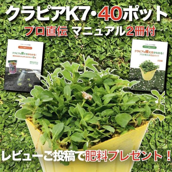 クラピア K7 9cmポット苗 40鉢セット 白色品種 イワダレソウ改良種 植栽マニュアル付 雑草対策 グランドカバー