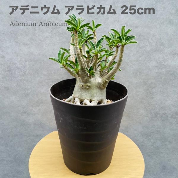 midoris_adenium-24034