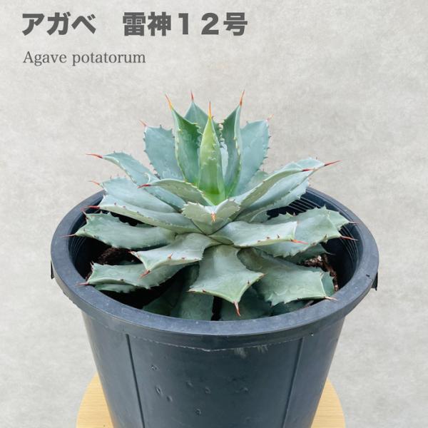 midoris_agave-thundergod-12