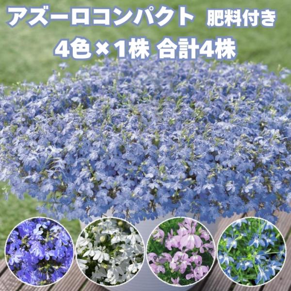 アズーロコンパクト 4品種×各1株セット 肥料付き 3.5号 花苗 青色の花 サントリーフラワーズ スカイブルー ブルーウィズアイ スノーホワイトスノー ピンク