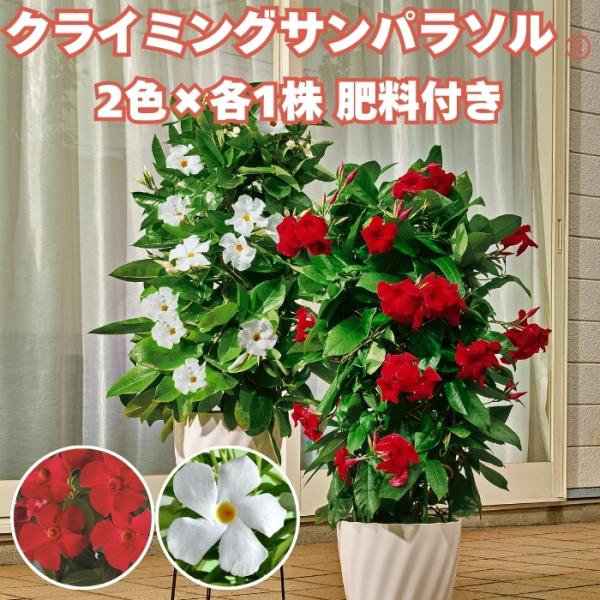 予約苗 クライミング サンパラソル 大輪系 2色×各1株セット 肥料付き 3号ポット苗 つる性マンデビラ サントリーフラワーズ 夏の花 ガーデニング 鉢植え 花壇