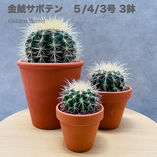 サボテンの王様 金鯱 3鉢セット 3号 4号 5号入り観葉植物 多肉植物 金