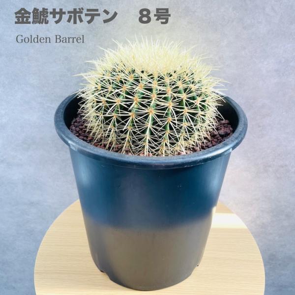 SALE キンシャチ　サボテン　金鯱8号 サボテンの王様 金鯱 8号鉢 大型 観葉植物 多肉植物 金シャチ