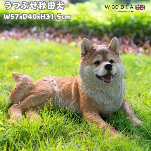 WOOBIA（ウービア） 犬 置物 大型 動物 うつぶせ秋田犬 特大 かわいい