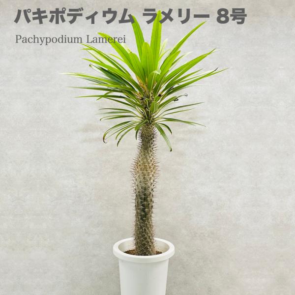 観葉植物 パキポディウム・ラメリー 8号鉢株 大型 塊根植物 コーデック