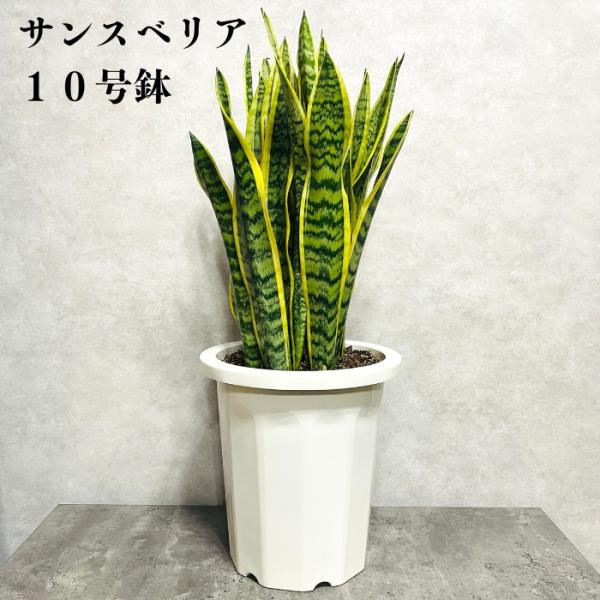 midoris_sansevieria-10