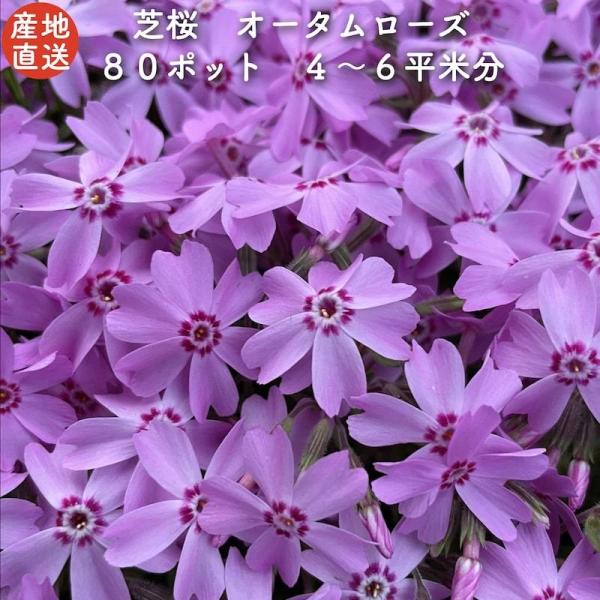 高品質 芝桜 オータムローズ ピンク色種 桃色 ９cmポット苗 ８０株 シバザクラ