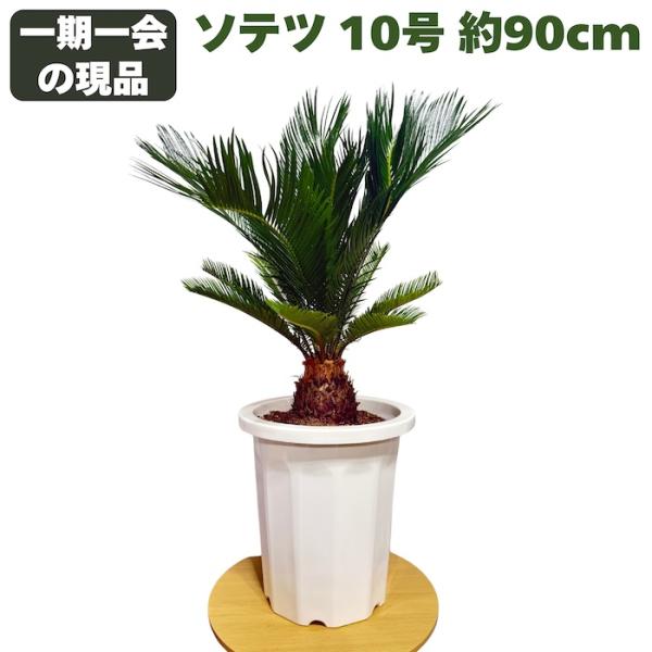 現品 観葉植物 ソテツ 蘇鉄 10号鉢苗 大型種類 庭木 風水 地植え おしゃれな室内インテリア 初心者におすすめ 和風 南国 耐陰性