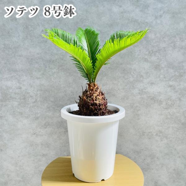 ソテツ蘇鉄　ビッグ株　新葉17枚　観葉植物　インテリア Display Plants〜 異形なデザインソテツ 子株2ヘッド 和室の