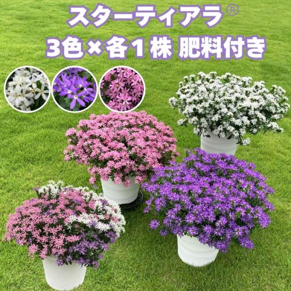 予約苗 スターティアラ 3色×各1株セット 3.5号ポット苗 サントリーフラワーズ スカエボラ 夏の花苗 肥料付き 初心者向け ガーデニング 鉢植え 花壇 プランター