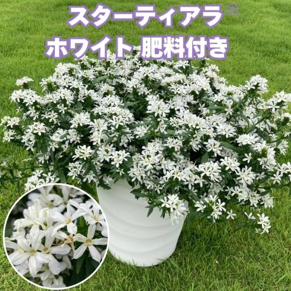 予約苗 スターティアラ ホワイト 3.5号ポット苗 サントリーフラワーズ スカエボラ 夏の花苗 肥料付き 初心者向け ガーデニング 鉢植え 花壇 プランター