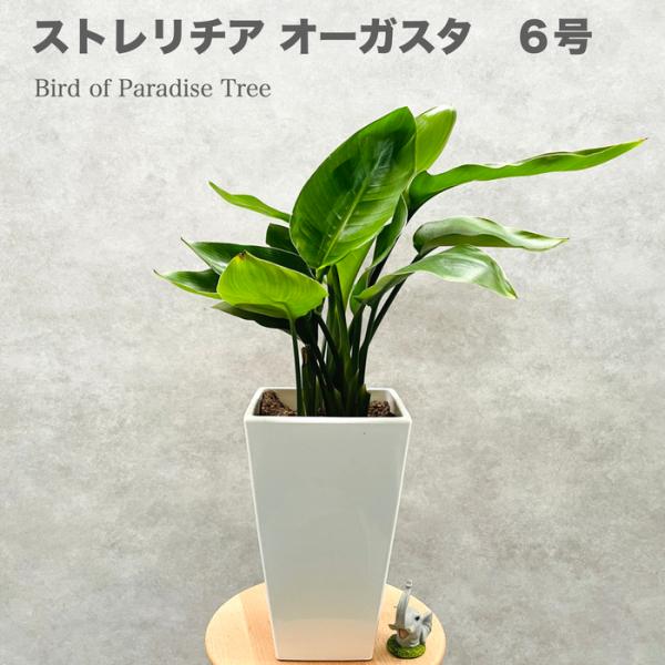 観葉植物　ストレッチア　引き取り希望　2m a9040670d37ec88844451ad297c3b2