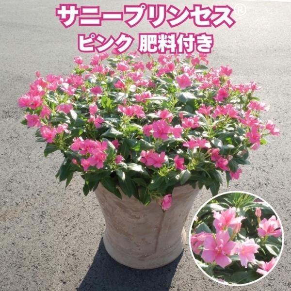 予約苗 サニープリンセス 苗 ピンク 1株 3.5号ポット サントリーフラワーズ トレニア 夏の花苗 肥料付き 初心者向け ガーデニング 鉢植え 花壇 プランター