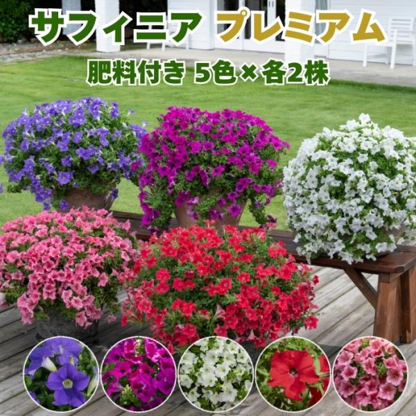 サフィニア プレミアムシリーズ 5色×各2株 計10株 10.5cmポット苗 肥料付き ペチュニア属 花 サントリーフラワーズ パープル ホワイト レッド コーラル ブルー