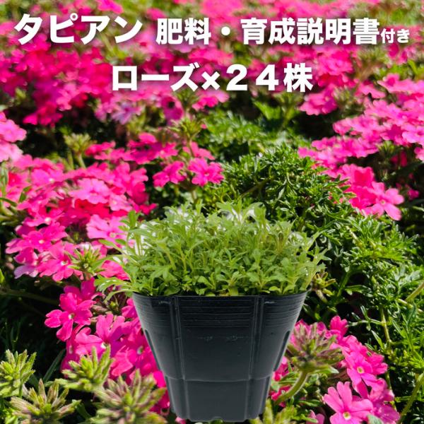 【レビュー特典】タピアン ローズ 24株 9cmポット苗 肥料付 3号 赤品種 バーベナ属 サントリーフラワーズ グランドカバー 常緑 多年草 宿根草 雑草対策 下草